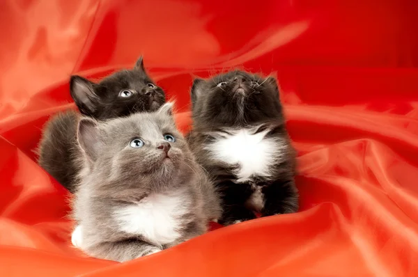 Fluffiga små kattungar — Stockfoto