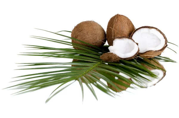 stock image Coconut