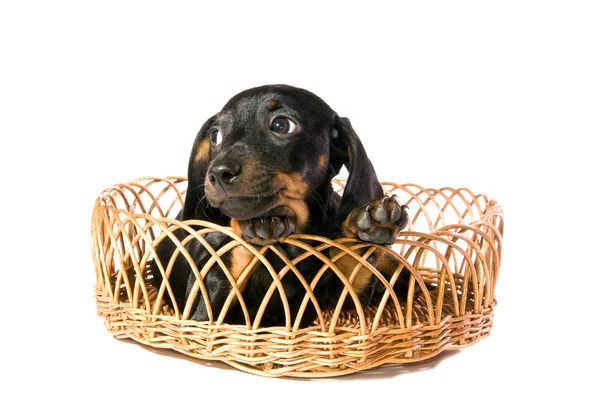 Hund i en korg — Stockfoto