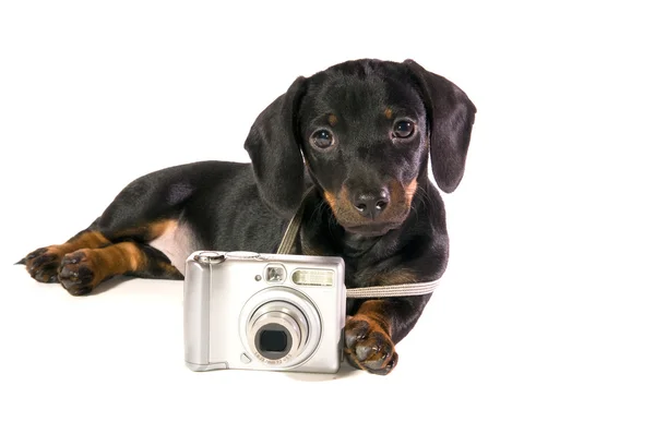Hond legt met een camera — Stockfoto