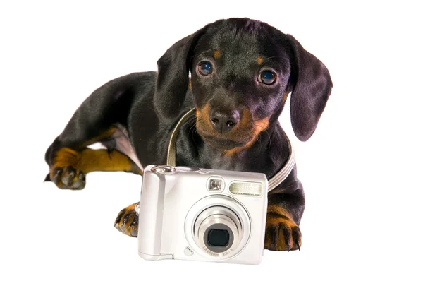 Собака с камерой — стоковое фото