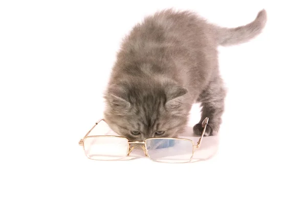 Kitten and glasses — Stock Photo, Image