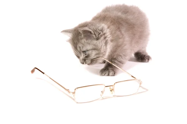 小猫和眼镜 — 图库照片