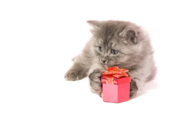 Kitten with gift — Stock Photo, Image