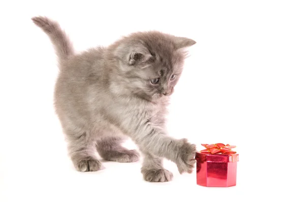 Kotek z prezentem — Zdjęcie stockowe