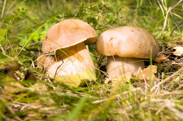 Paddenstoelen — Stockfoto