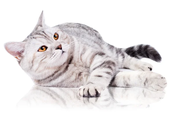 Cat. — Stock Photo, Image