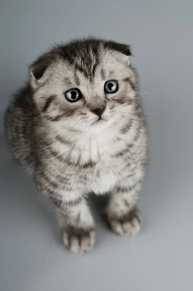 子猫 — ストック写真