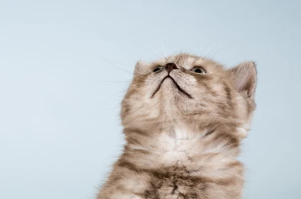 Kitten — Stock Photo, Image