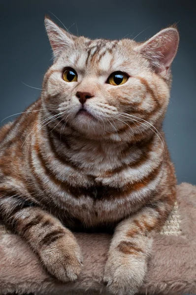 Kissa. — kuvapankkivalokuva