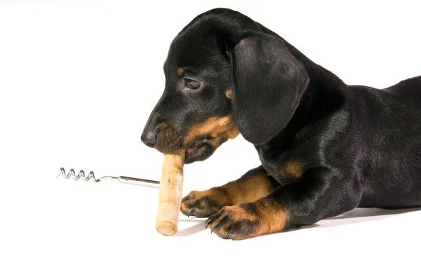 Hund med corkscrew — Stockfoto