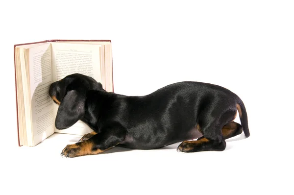 Hund med bok — Stockfoto