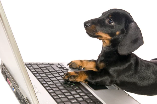 Собака с ноутбуком — стоковое фото