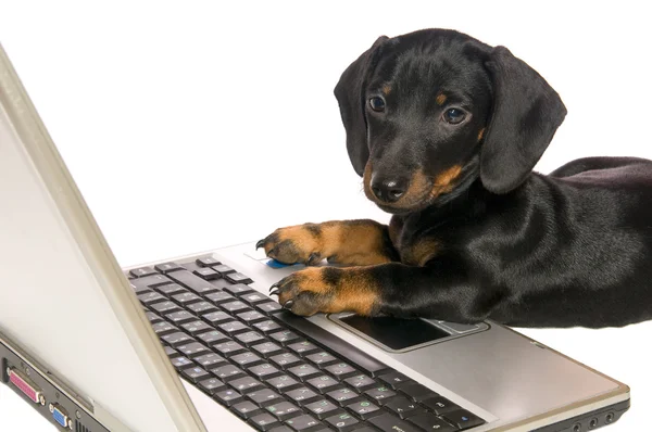 Собака с ноутбуком — стоковое фото