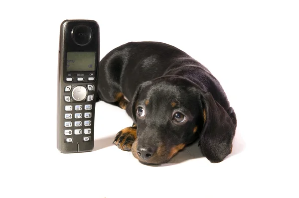 Telefon ile köpek — Stok fotoğraf