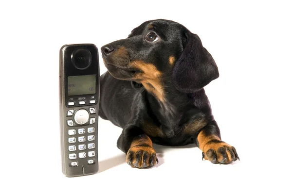 Perro con teléfono —  Fotos de Stock