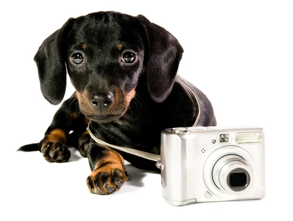 Perro con una cámara — Foto de Stock