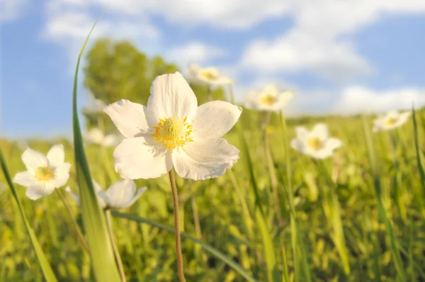 Blumen auf Lichtung — Stockfoto