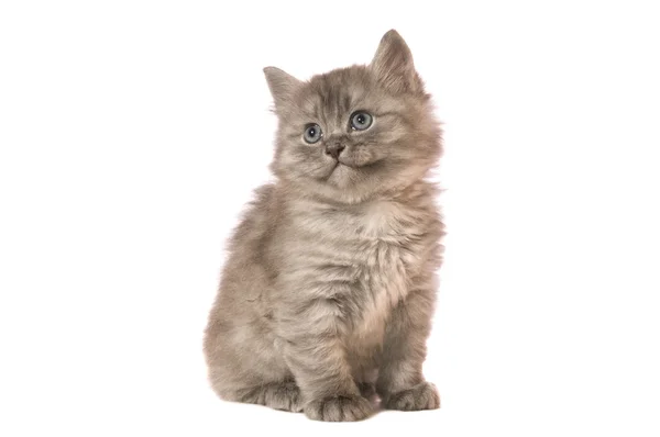 Kabarık kedi yavrusu — Stok fotoğraf
