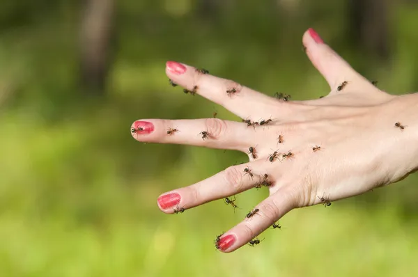 Hormigas a mano — Foto de Stock