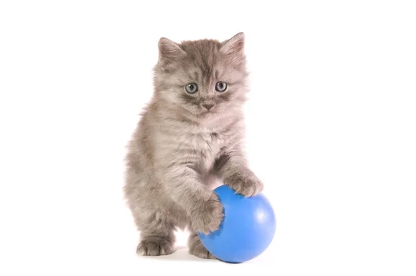 Topu ile yavru kedi — Stok fotoğraf