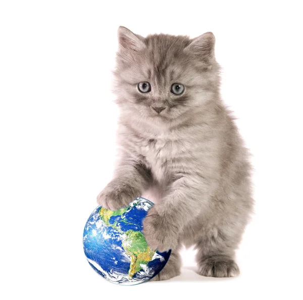 Котёнок с мячом — стоковое фото
