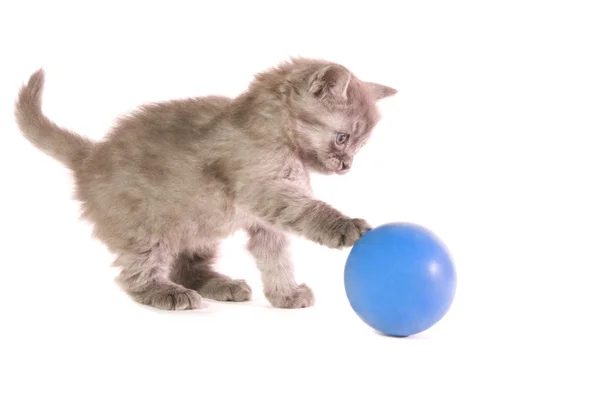 小猫与球 — 图库照片