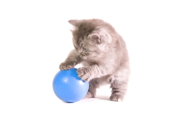 Topu ile yavru kedi — Stok fotoğraf