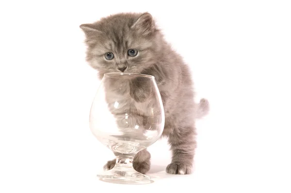 Котёнок со стеклом — стоковое фото
