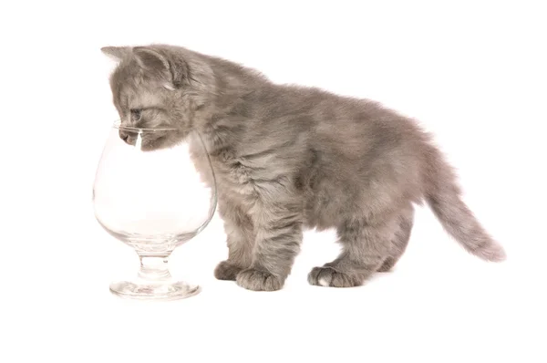 Kitten with glass — Stock Photo, Image