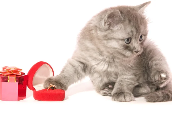 Kätzchen mit Juwelierschmuck — Stockfoto