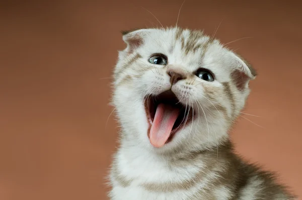 ลูกแมวตัวน้อย — ภาพถ่ายสต็อก