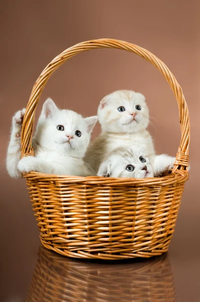 Fluffy little kittens — Stock Photo, Image