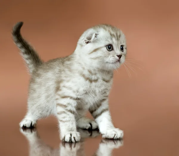 Kitten — Stock Photo, Image