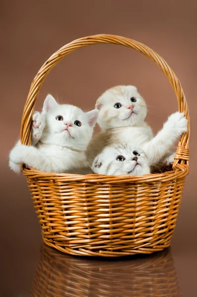 Nadýchané malá koťata — Stock fotografie