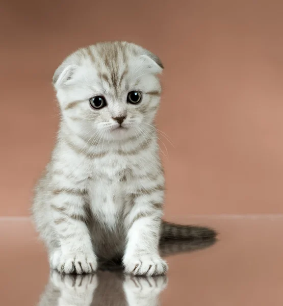 Kitten — Stock Photo, Image