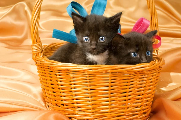 Dois gatinho fofo — Fotografia de Stock