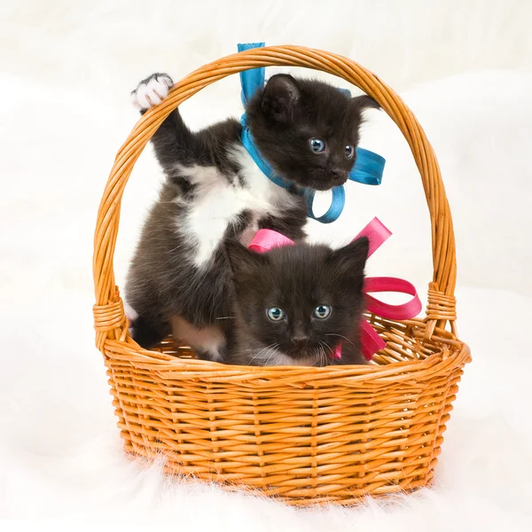 Dvě nadýchané malá koťata — Stock fotografie