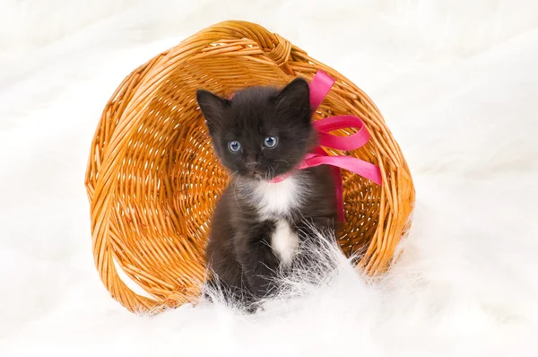 Fluffy little kitten — Stock Photo, Image
