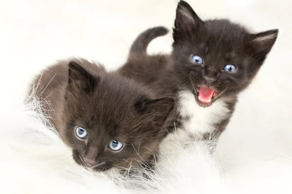 Puszysty mały kotek — Zdjęcie stockowe