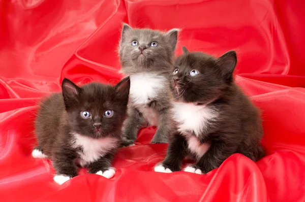 Pequeños gatitos esponjosos —  Fotos de Stock