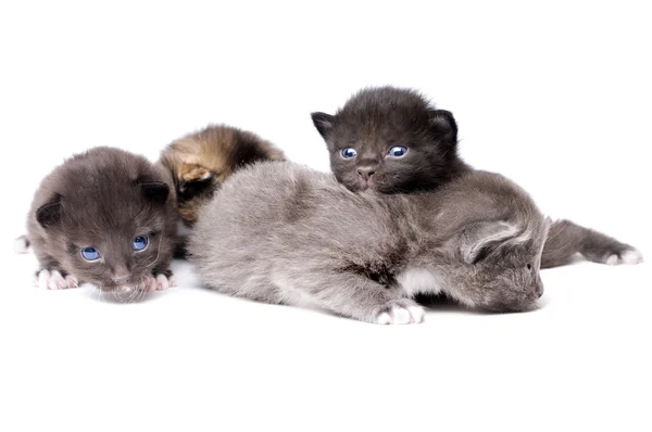 Nadýchané malá koťata — Stock fotografie