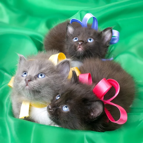 Pluizige kleine katjes — Stockfoto