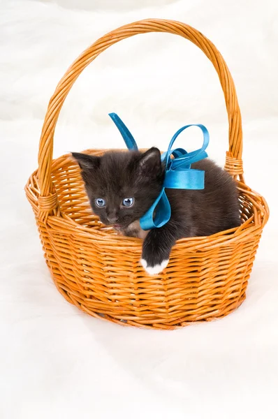 Flauschiges kleines Kätzchen — Stockfoto