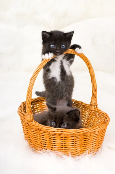 两个毛绒绒的小小猫 — 图库照片