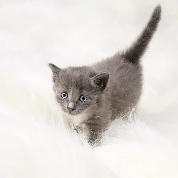 Pequeño gatito esponjoso — Foto de Stock