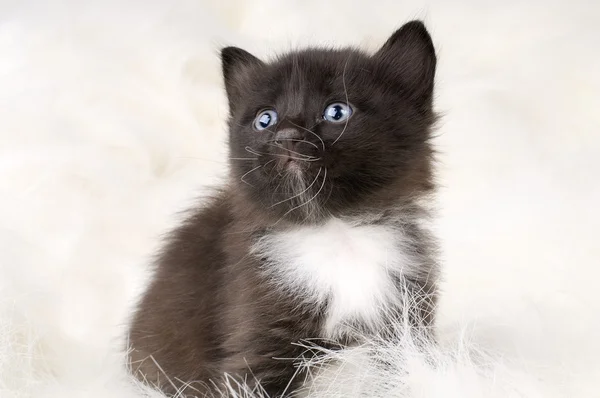 Fluffy little kitten — Stock Photo, Image