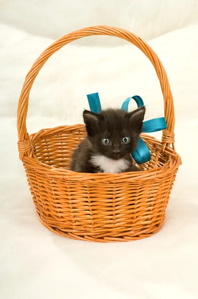 Flauschiges kleines Kätzchen — Stockfoto