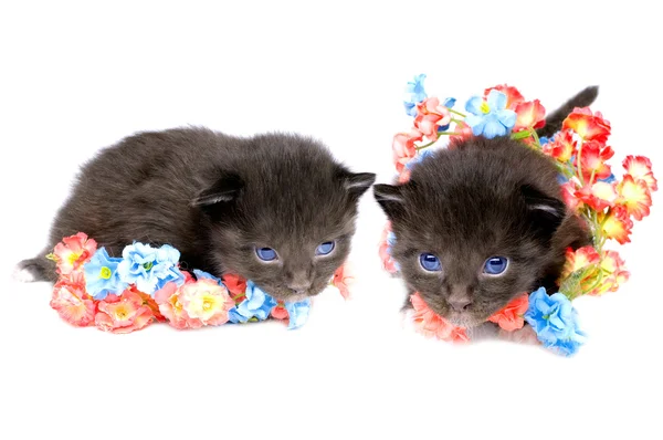 Twee pluizig kleine kitten — Stockfoto
