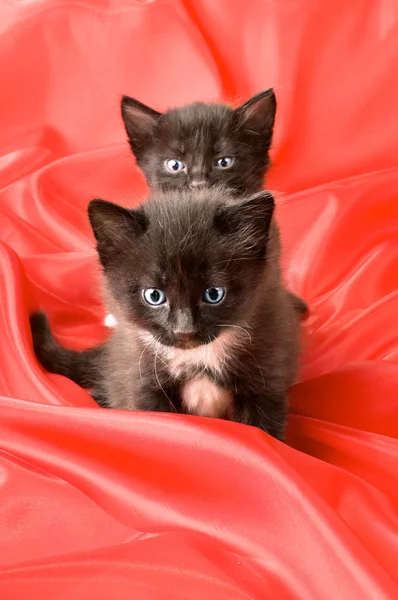 Two fluffy little kitten — Stock Photo, Image